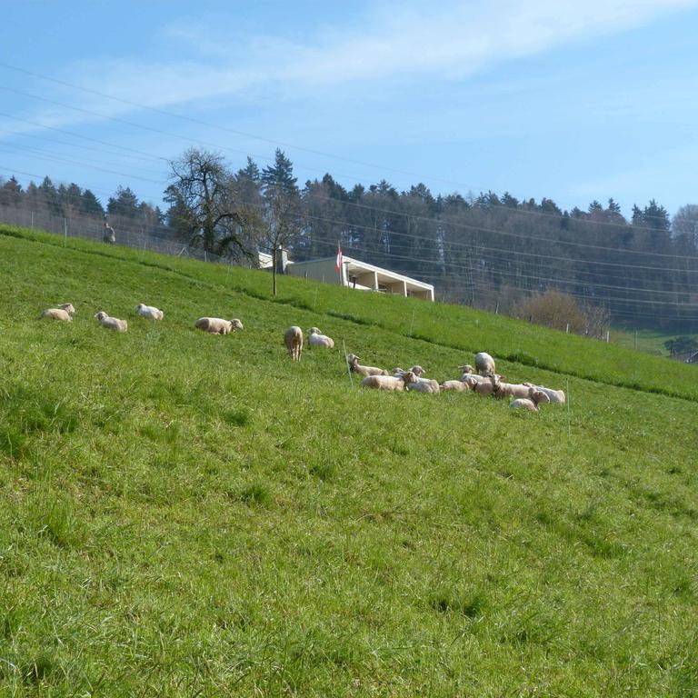 Bnb Goldberg Schmerikon Oda fotoğraf